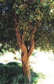 On The Garden Path: San Luis Obispo Botanical Gardens Image